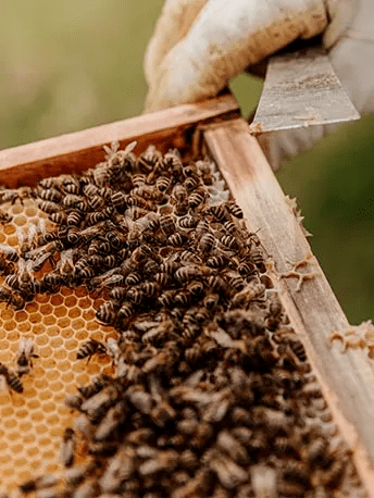 The hives are gently opened by our beekeepers.